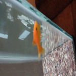 brigetmiget's Avatar