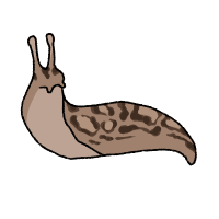 Thumbnail for ANI-123: Leopard Slug (M)