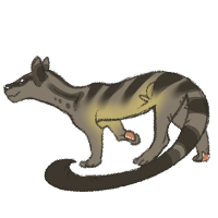 Thumbnail for ANI-133: Banded Palm Civet (M)