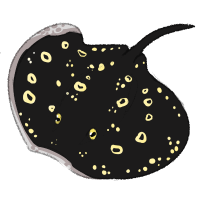 Thumbnail for ANI-161: Bigtooth River Stingray (M)