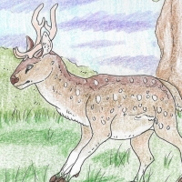 Thumbnail image for ANI-188: Chital (M)