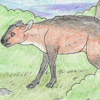 Thumbnail for ANI-191: Red-Flanked Duiker (M)