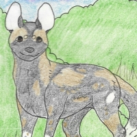 Thumbnail for ANI-192: African Wild Dog (M)