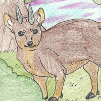 Thumbnail for ANI-193: Northern Pudu (M)