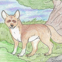 Thumbnail for ANI-199: Dingo (F)