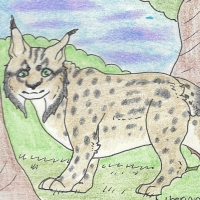 Thumbnail for ANI-200: Iberian Lynx (F)