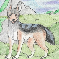 Thumbnail for ANI-203: Black-Backed Jackal (M)