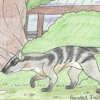 Thumbnail for ANI-204: Banded Palm Civet (F)