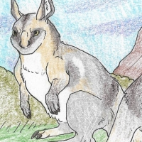 ANI-205: Crescent nail-tail Wallaby (M)