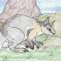 ANI-206: Crescent nail-tail Wallaby (F)