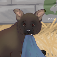 Thumbnail for ANI-232: Brown Hyena (F)