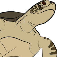 ANI-238: Green Sea Turtle (F)