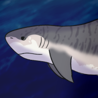 Thumbnail for ANI-246: Tiger Shark (F)