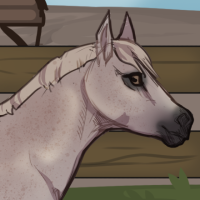 Thumbnail for ANI-250: Arabian Horse (M)