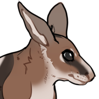 Thumbnail for ANI-252: Crescent Nail-tail Wallaby (M)