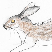 Thumbnail for ANI-1898: White-Sided Jackrabbit (M)