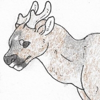 Thumbnail for ANI-1900: Key Deer (M)