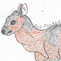 Thumbnail for ANI-1905: Red-Flanked Duiker (F)