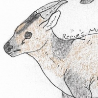 Thumbnail for ANI-1906: Reeve's Muntjac (M)