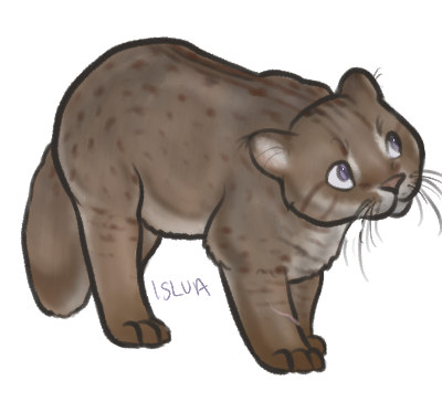 ANI-1981: Rusty Spotted Cat (M)