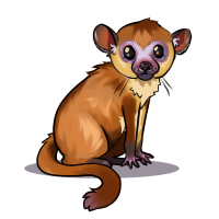 Thumbnail for ANI-2112: Kinkajou (F)