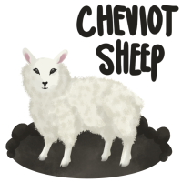 Thumbnail for ANI-2263: Maisie - Domestic Sheep Cheviot  (F)