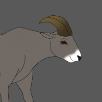 Thumbnail for ANI-2265: Bighorn Sheep (F)