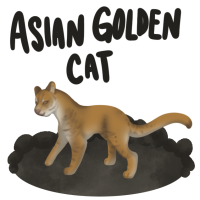 Thumbnail for ANI-2268: Miso - Asian Golden Cat (F)