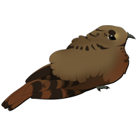 Thumbnail for ANI-2324: Puerto Rican Nightjar (F)