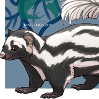 Thumbnail for ANI-2334: Pygmy Spotted Skunk (M)