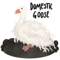 Thumbnail for ANI-2355: Constable - Domestic Goose (M)