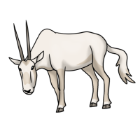 Thumbnail for ANI-2365: Arabian Oryx (F)