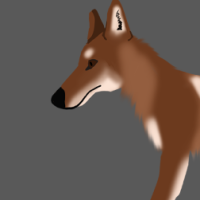 Thumbnail for ANI-2374: Ethiopian Wolf (F)