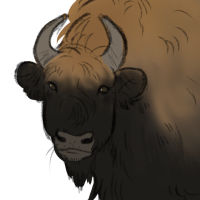 Thumbnail for ANI-2388: European Bison (M)