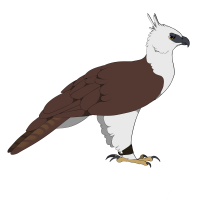 Thumbnail for ANI-2397: Flores Hawk-eagle (M)