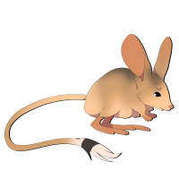 Thumbnail for ANI-2399: Long-eared Jerboa (M)