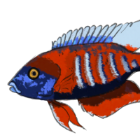 ANI-2410: Peacock Cichlid (M)