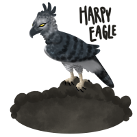 Thumbnail for ANI-2411: Oracle - Harpy Eagle (F)