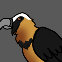 Thumbnail for ANI-2433: Bearded Vulture (M)