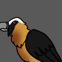 Thumbnail for ANI-2434: Bearded Vulture (F)