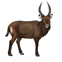 Thumbnail for ANI-2445: Waterbuck (M)