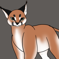 Thumbnail for ANI-2458: Caracal (F)