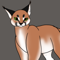 Thumbnail for ANI-2459: Caracal (M)