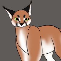 Thumbnail image for ANI-2460: Caracal (M)