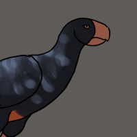 Thumbnail for ANI-2480: Alagoas Curassow (M)