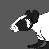 Thumbnail for ANI-2481: Vitiligo Fancy Mouse (F)