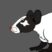 Thumbnail for ANI-2482: Vitiligo Fancy Mouse (F)