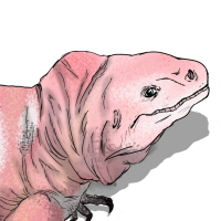 Thumbnail for ANI-2491: Leucistic Pink Iguana (M)