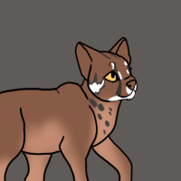 Thumbnail for ANI-2505: Asian Golden Cat (F)