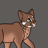 Thumbnail for ANI-2506: Asian Golden Cat (M)